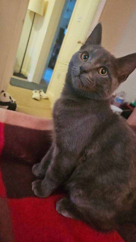 Cats for sale