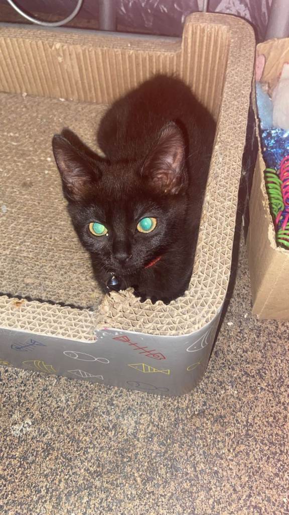 Kitten 