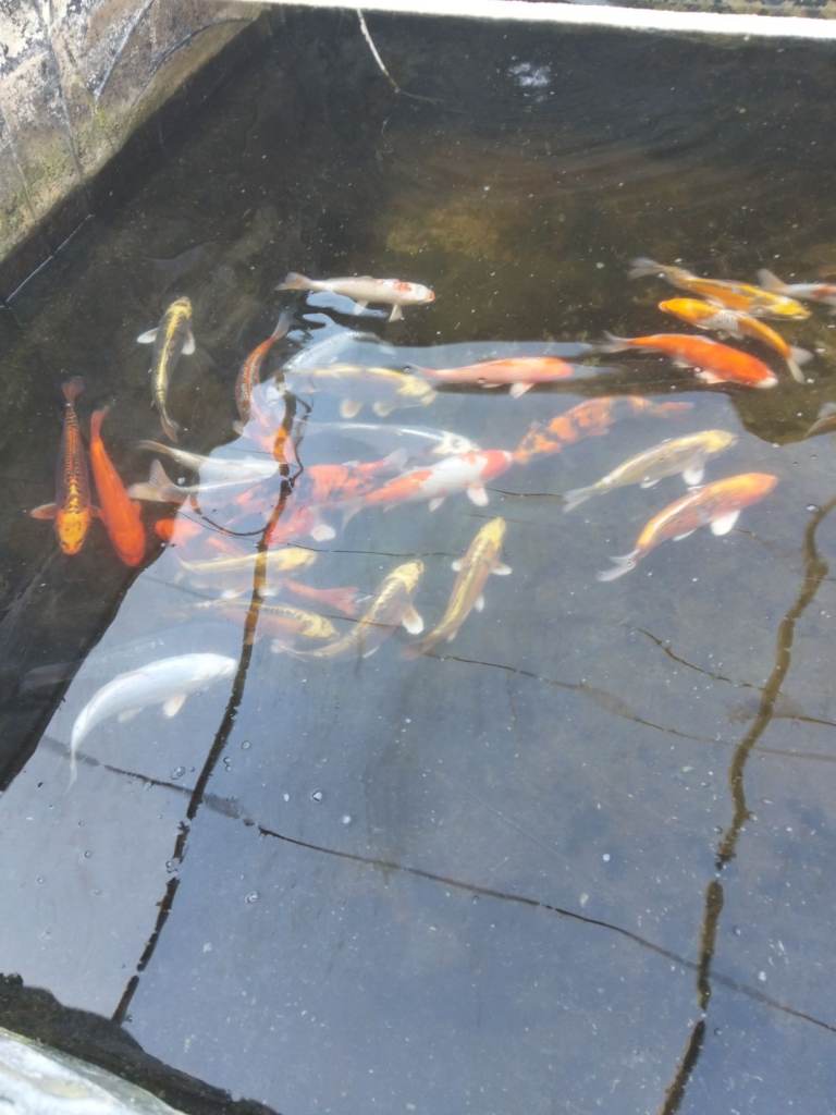 Koi carp, 10 for £40, over 400 available larger koi 100 available up to 18inch