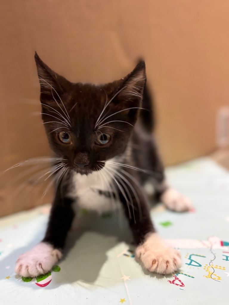 Kittens 12 weeks old. 