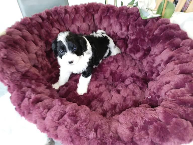 Tedy Cavapoo f1 only 1 puppy left