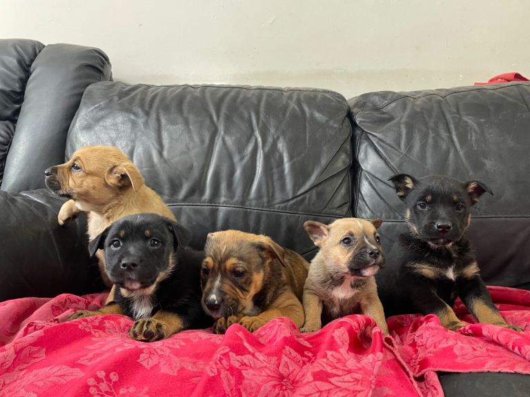 German Shepherd X puppies for sale