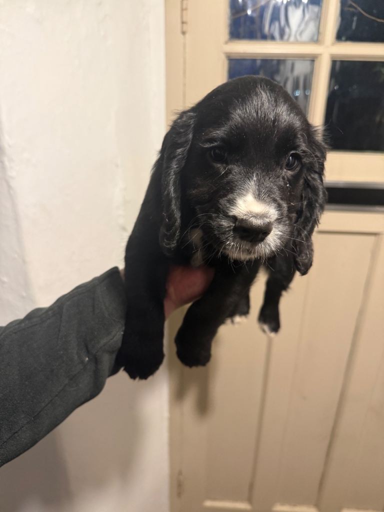 Cocker spaniels puppies 