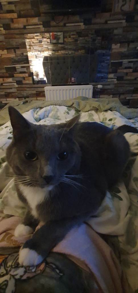 Looking for new loving home 🐈‍⬛💗