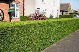 Buxus sempervirens (Box Hedging Plants)