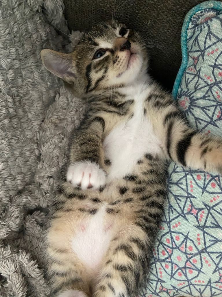 Kitten 