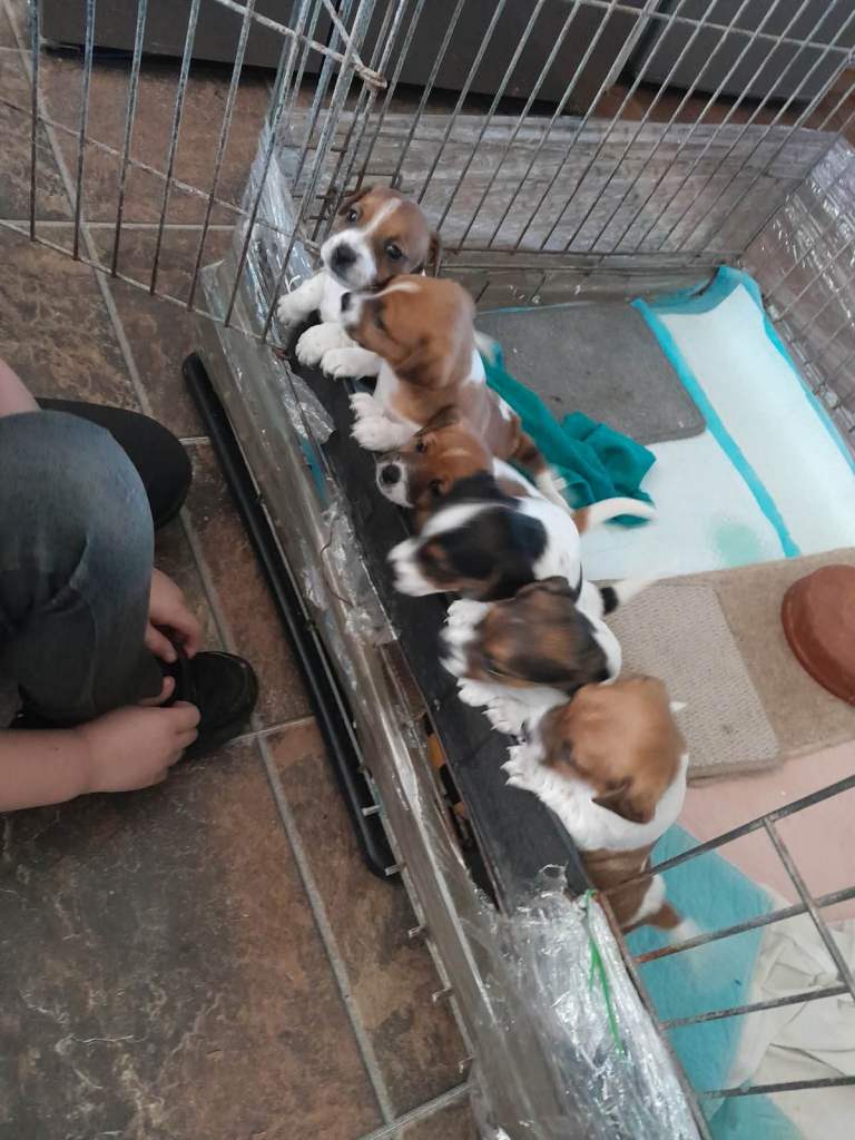 JACK RUSSEL PUPPIES 