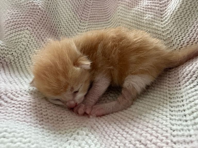 Kittens for sale 