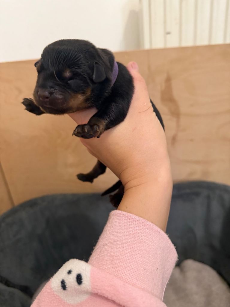 Chunky Rottweiler puppies 