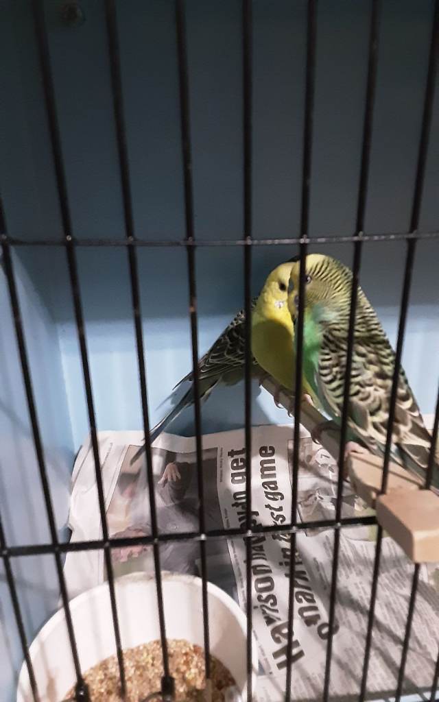 For sale young adults budgies 
