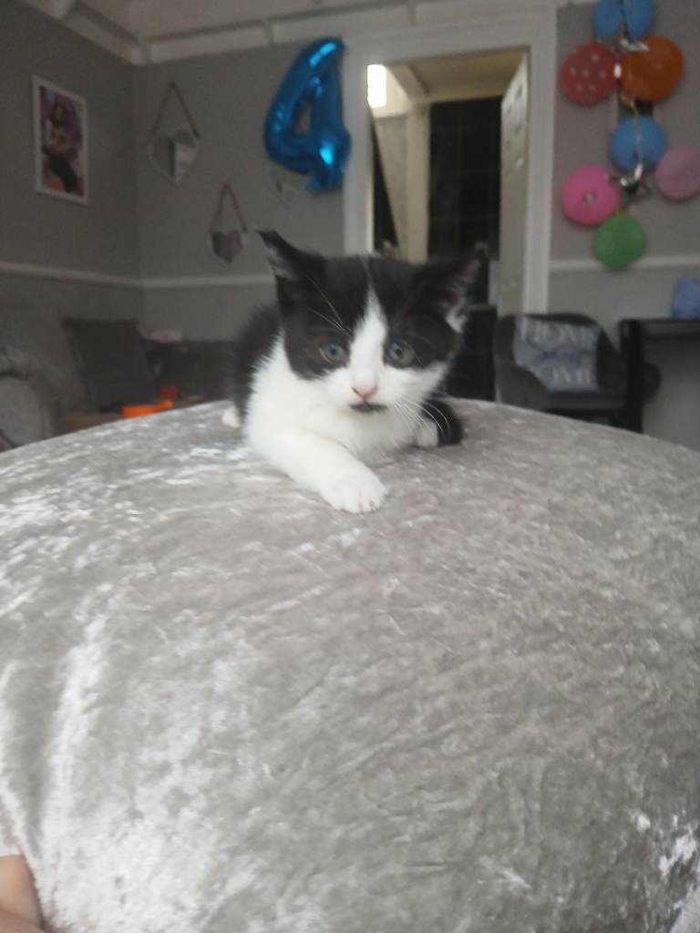 kitten