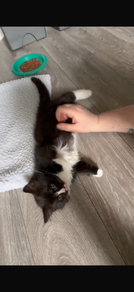 Super affectionate long haired Siamese cross male kitten looking for forever home. 