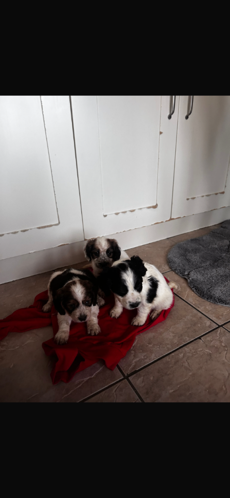 Cocker cross springer spaniel Puppies for sale 