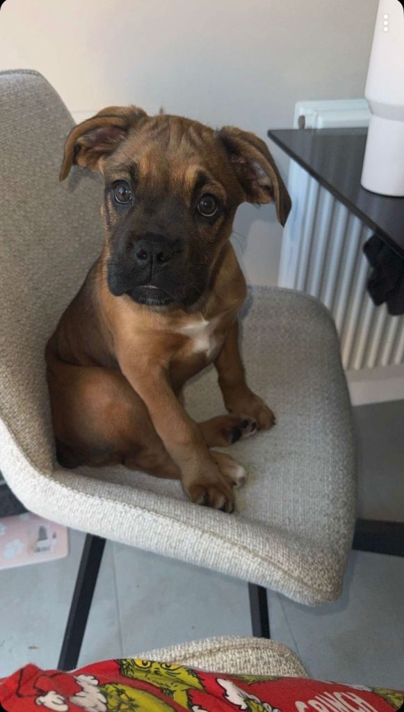 Boxer Puppy Female 12 Weeks 