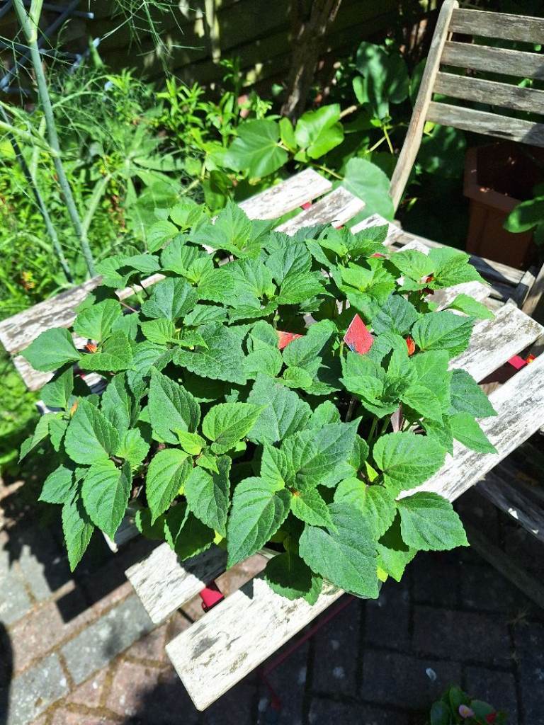 Salvia Red Flower lush Green leaves Bedding Plants * 20 Tray, Lovely Healthy Plants 