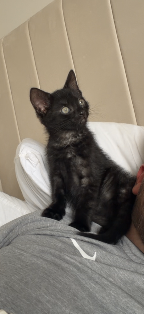 14 week kitten 