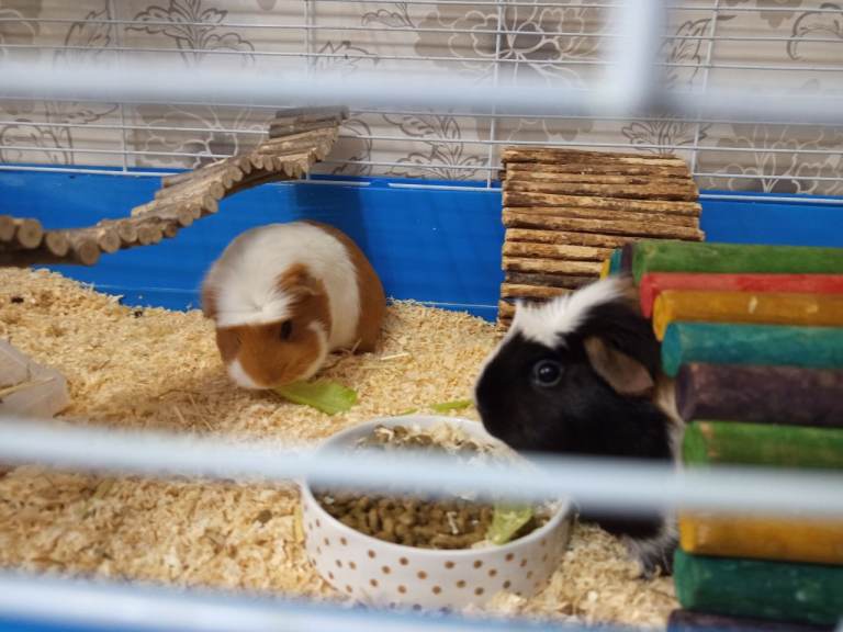  Guinea pigs