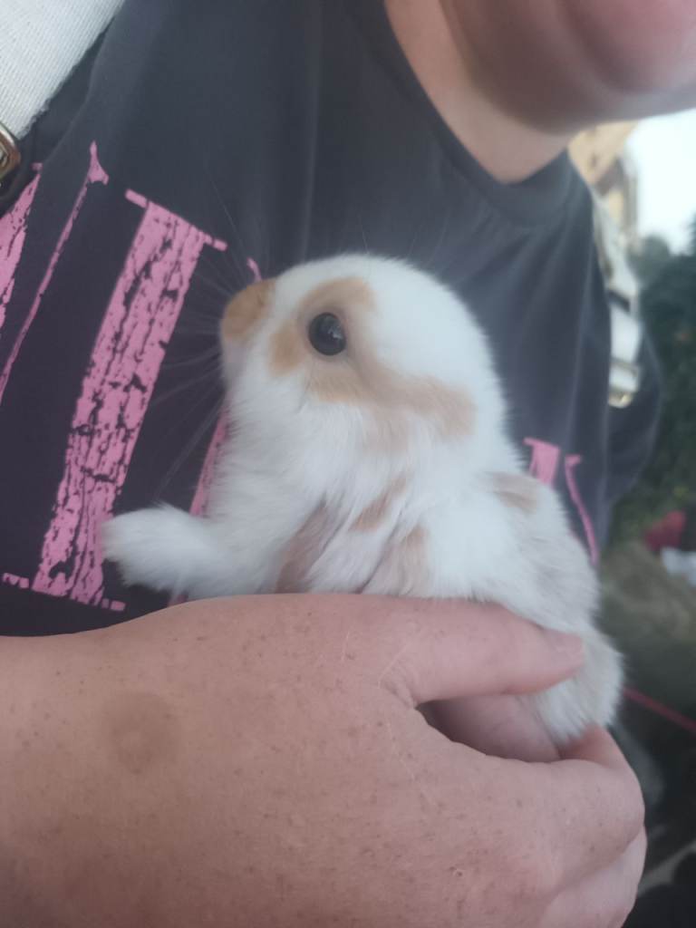 2 mini lop babies 