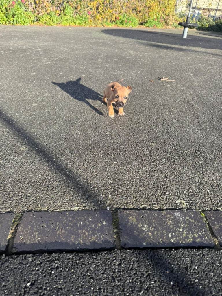 Jack Russell puppies 