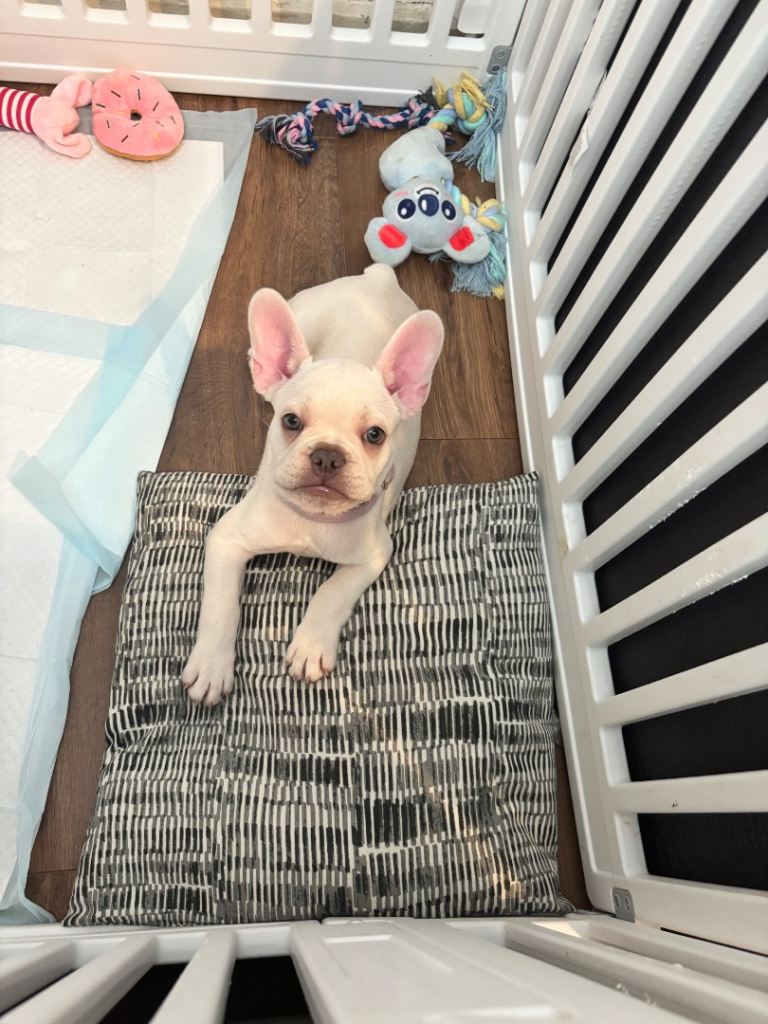 Platinum French bull dog puppy 