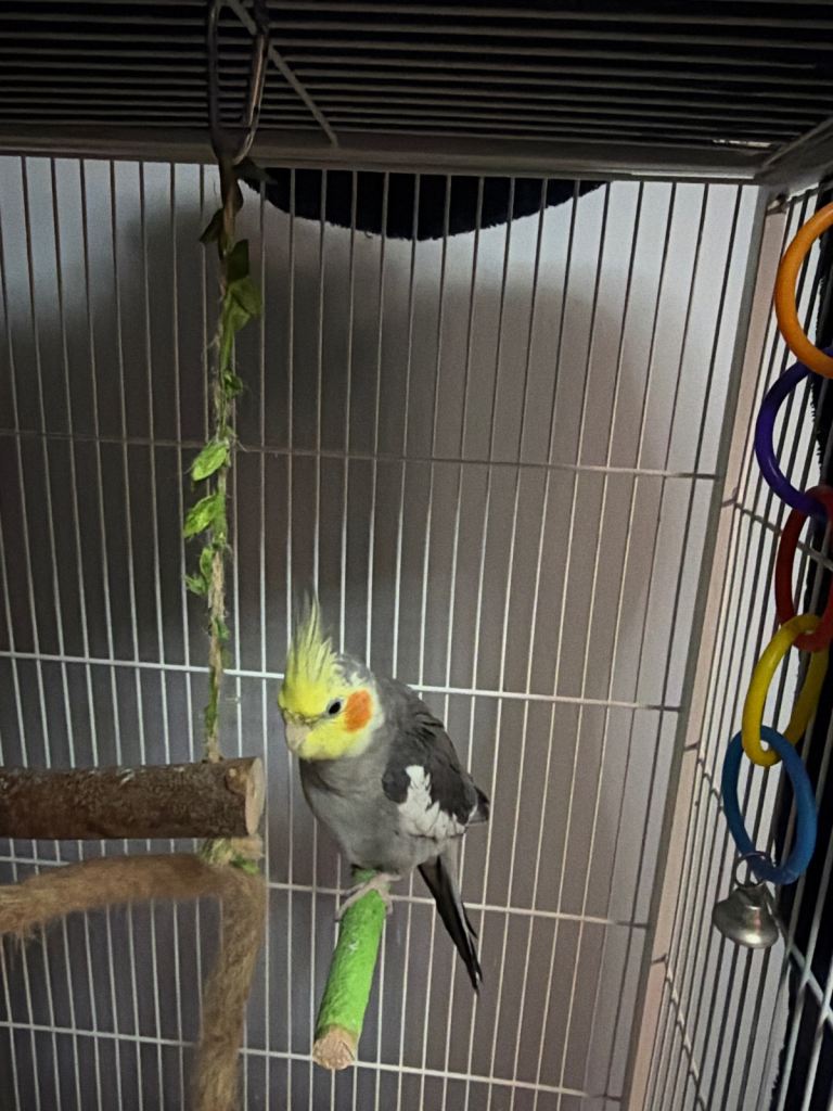 Cockatiel 