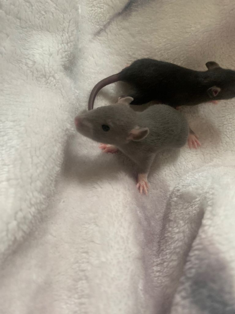 Baby rats 