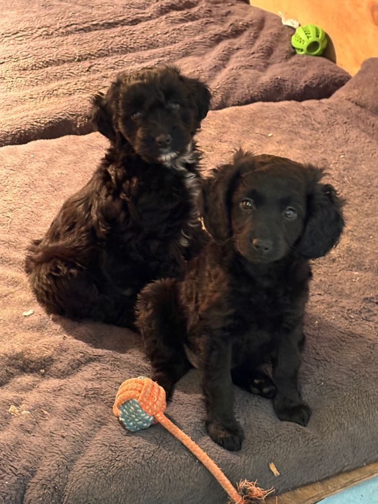 Miniature cockapoo puppies