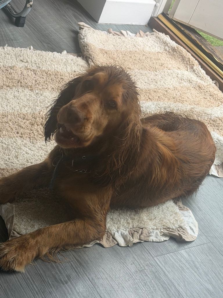 Spaniel