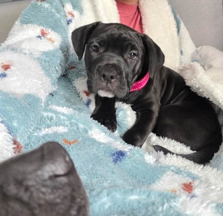 Cane corso cross American bulldog 
