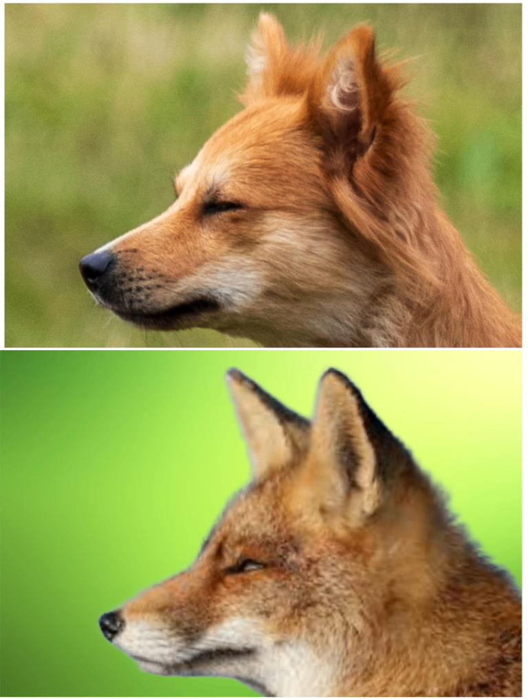 Volpino Italiano puppies🦊 