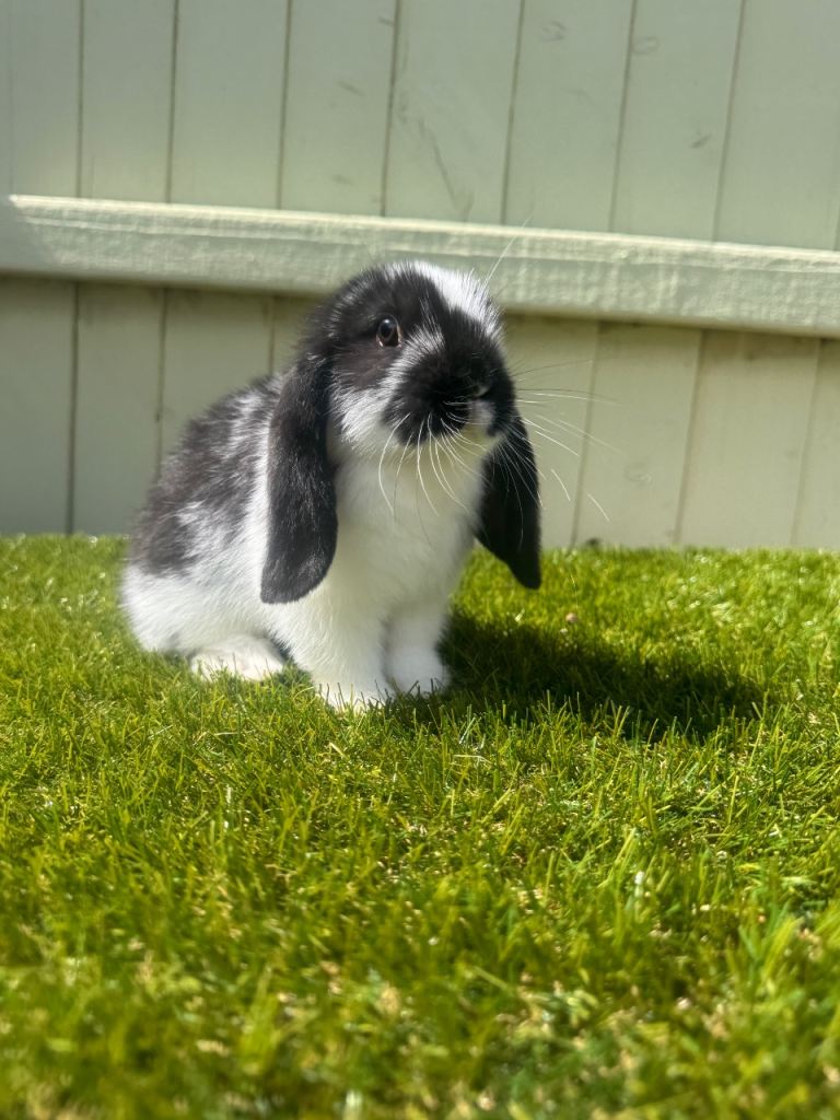 Mini lops 
