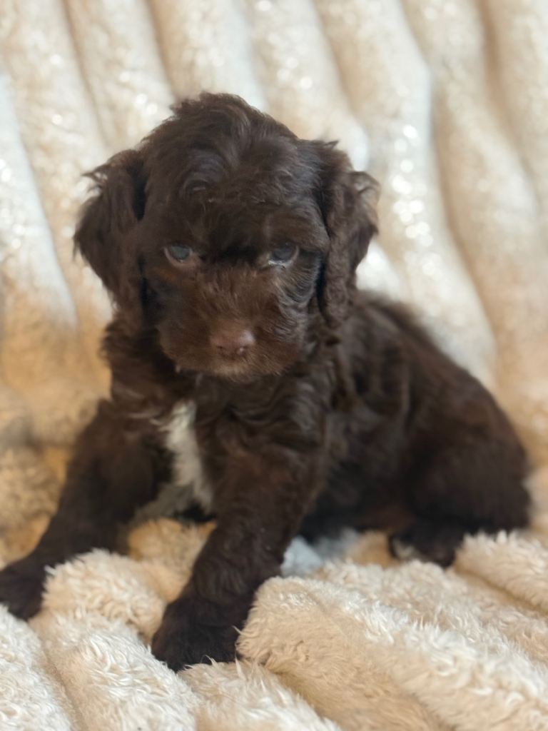 Cockapoo puppies