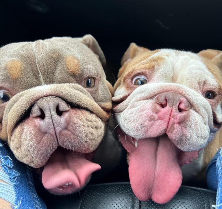 English bulldog puppy