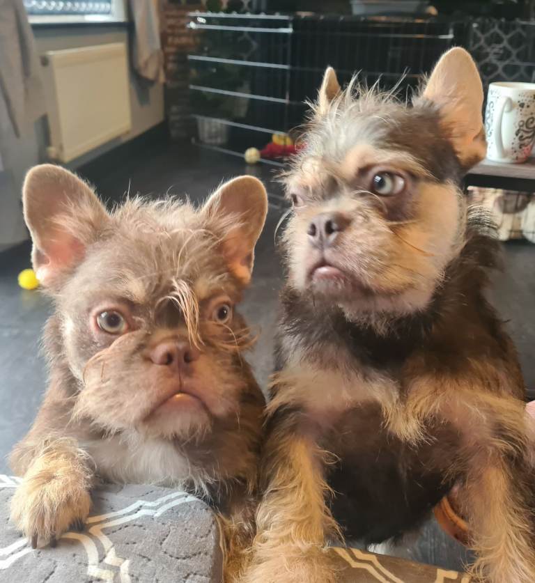 Furnished frenchie 2 girls.  Ready to go!!!