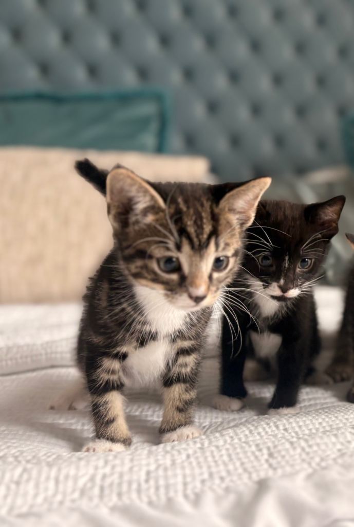 Kittens for sale 