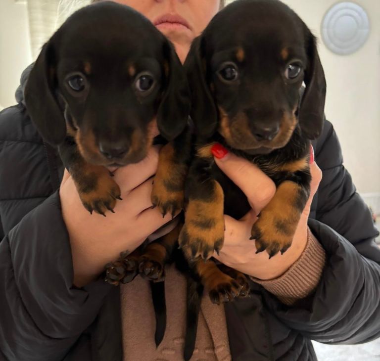 JUST 2 black & tan remaining!! 
