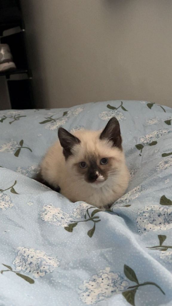 Ragdoll Kitten 3 months old 