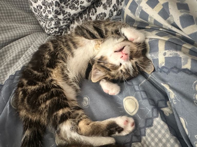 Gorgeous Kittens for sale 