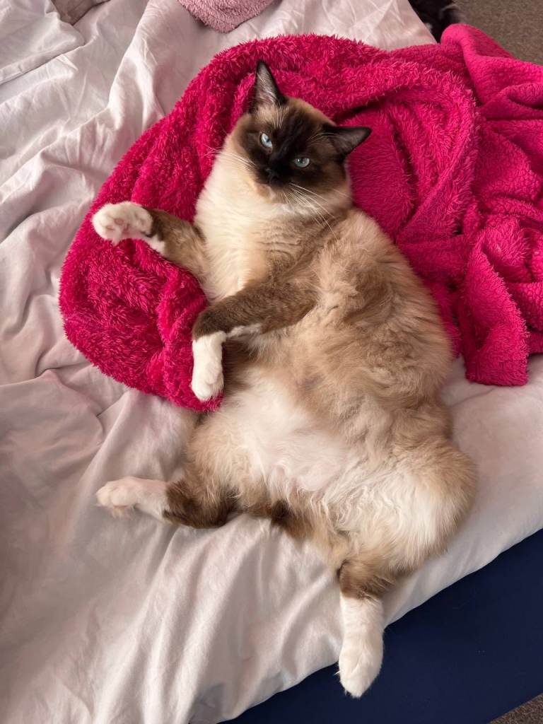 A handsome purebred Ragdoll