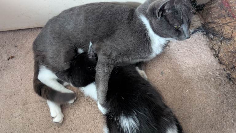 Kitten for sale