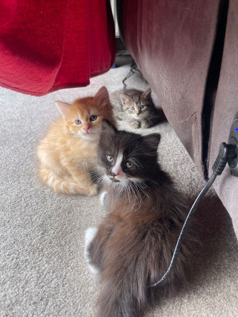 Beautiful kittens ready for loving homes!