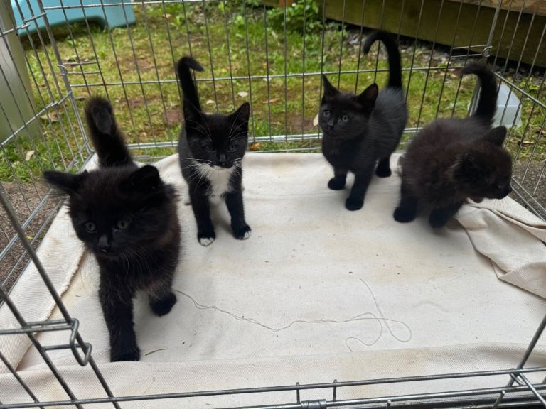  Black Kittens for sale Ready now