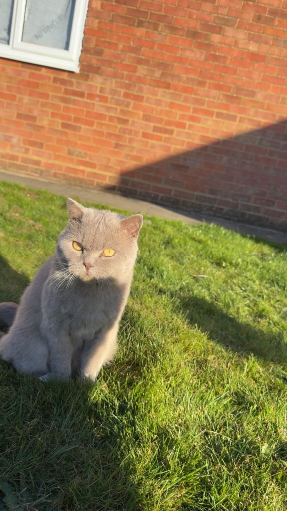 British Shorthair (Blue) – 3 Years Old