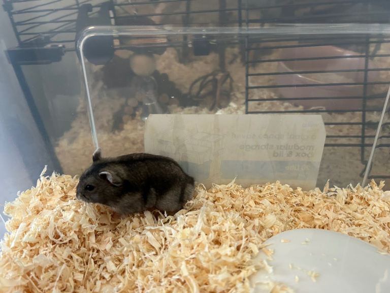 russian dwarf 