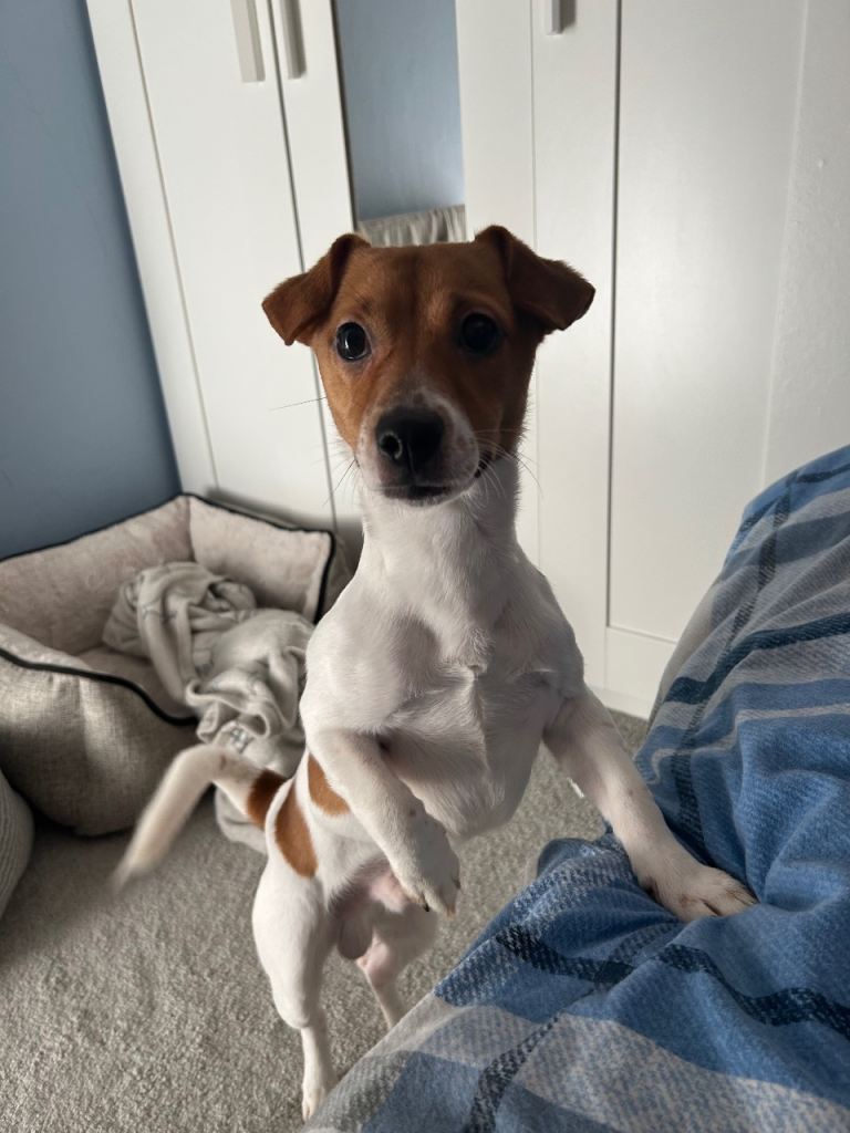 10 Month Jack Russell 