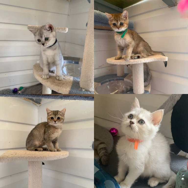 BSH pedigree Kittens silver and Gold Shaded 