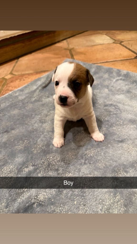 Jack Russell Puppies