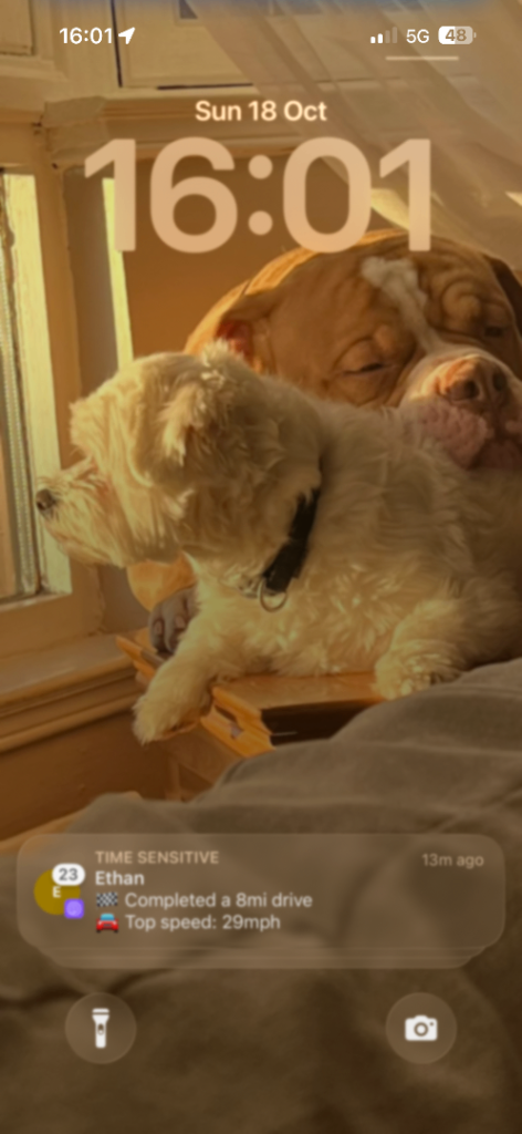 Olde English bulldog 