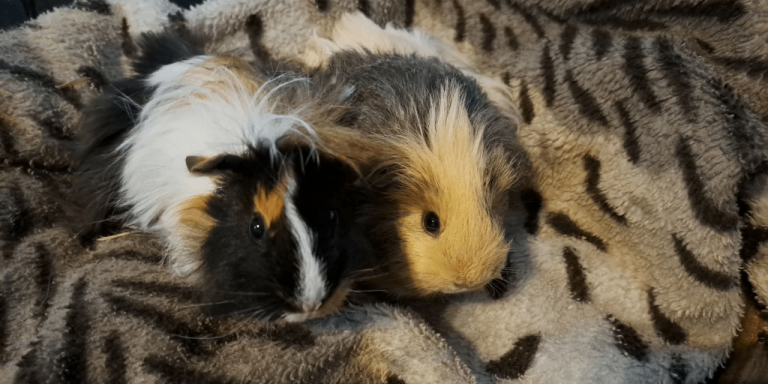 Adorable home reared guineapigs