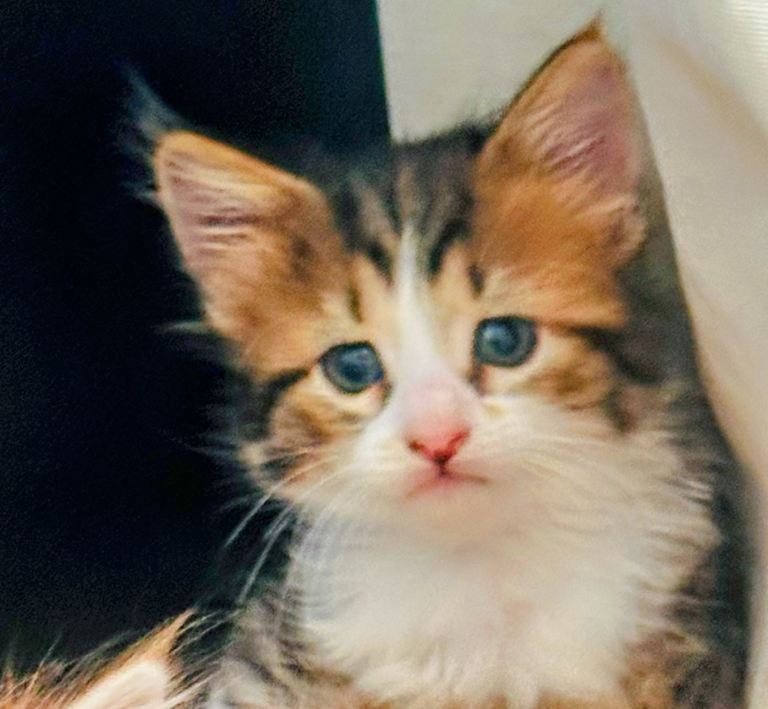 4 Kittens all female 